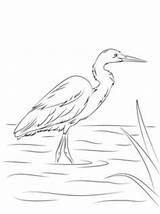 Egret Heron Billed Brolga sketch template