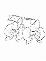 Orchid Coloring Pages Flower Printable Getcolorings Kids Popular Daffodil sketch template