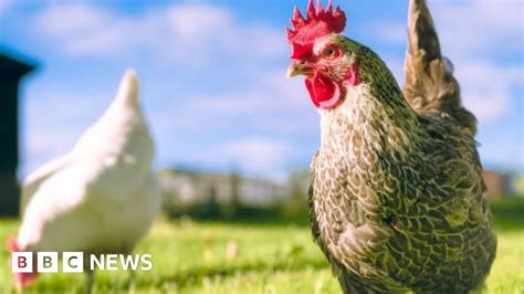 chickens culled as bird flu found at second lancashire farm bbc news