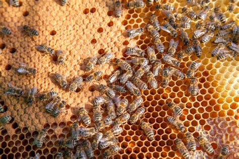 het werk bijen  een bijenkorf op honingraat bijen binnen bijenkorf met verzegelde en open