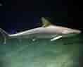 Image result for Black Pit Shark. Size: 118 x 95. Source: alchetron.com