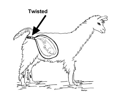 uterine torsion camelids