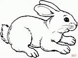 Hase Hasen Zum Ausmalbild Ausmalen Häschen Kaninchen Zeichnen Tiervorlagen Süße sketch template
