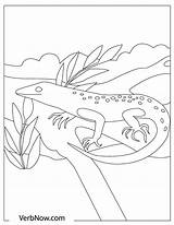 Lizard Lizards Verbnow sketch template
