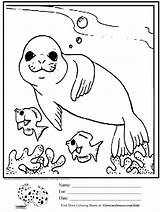 Seal Coloring Pages Kids Cute Printable Sea Drawing Seals Drawings Fish Baby Color Simple Leopard Creatures Animal Elephant Ocean Print sketch template