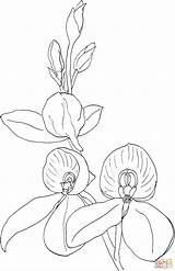 Orchid Coloring Colorear Kewensis Disa Para Dibujo Pages Dibujos Orquídea Supercoloring Color Orquideas Imprimir Desde Guardado sketch template