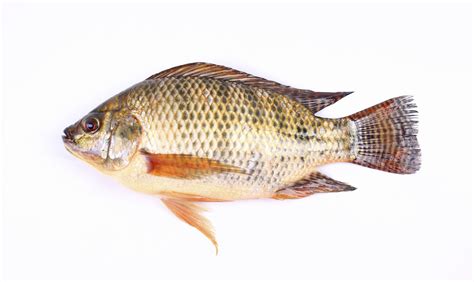 betaalbare vis met slecht imago onder gastronomen elsevier weekblad