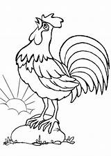 Crowing Rooster Farm Coloring Animal Pages Tsgos sketch template