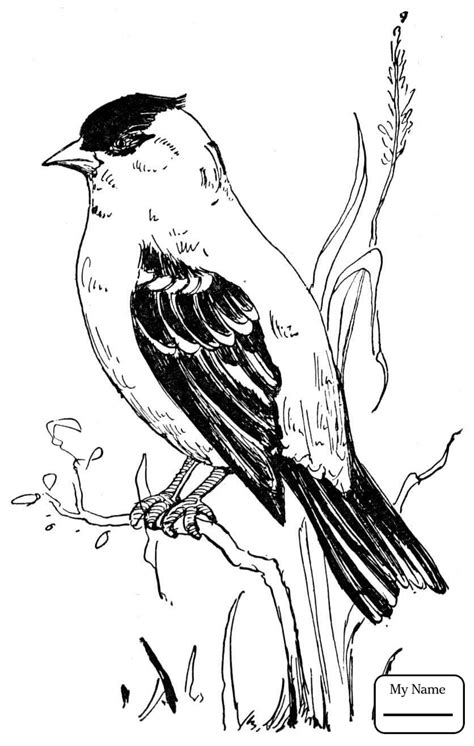 state bird coloring pages  getdrawings