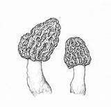 Morel Mushroom Mushrooms Botanical Esculenta Morchella Ink sketch template