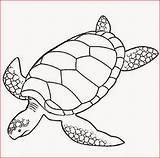 Coloring Pages Printable Turtle Turtles Filminspector sketch template
