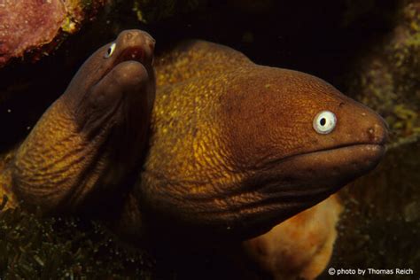 muraenen muraenidae steckbrief infos beschreibung fotos