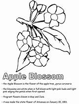 Coloring Arkansas Designlooter Blossom Apple sketch template