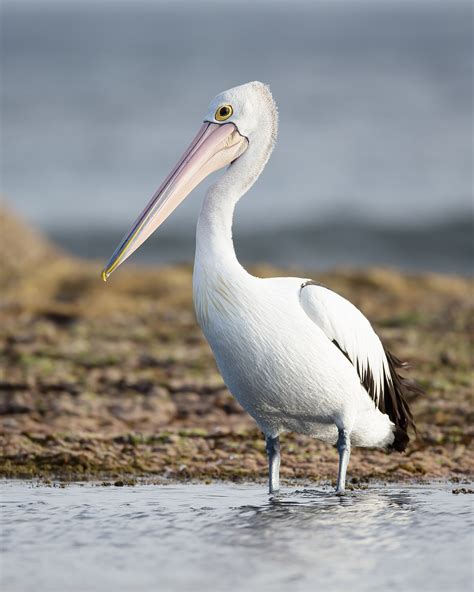 pelican history   interesting facts