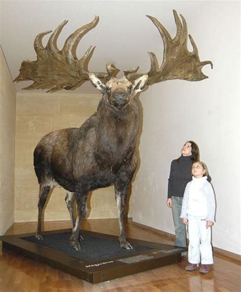 irish elk   largest species  deer   exist standing
