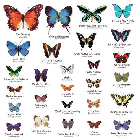 butterflies types  gina dsgn   types  butterflies