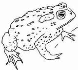 Coloring Pages Frog Frogs Katak Print sketch template