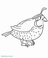 Quail Coloring Pages Printable Popular Library Clipart Coloringhome sketch template