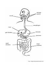 Digestive Coloring Sheet System Miscellaneous sketch template