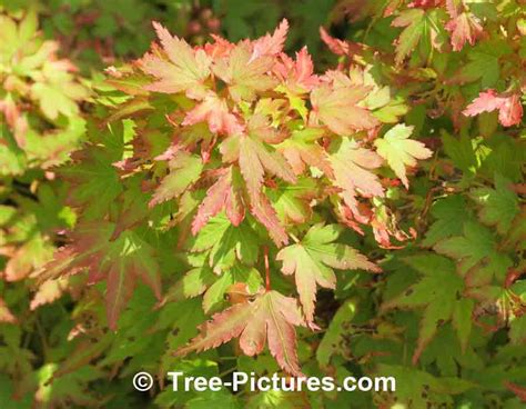 Japanese Maple Pictures Images Photos And Facts On