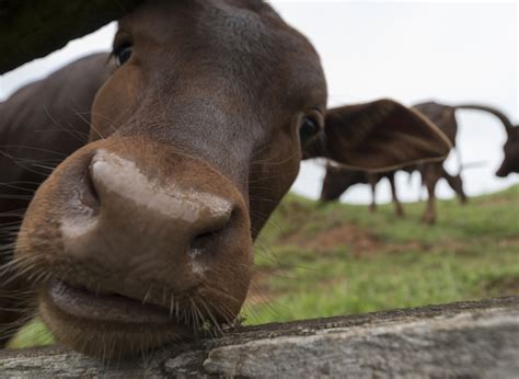 Elderly Missouri Man Caught Having Sex With A Cow Bossip