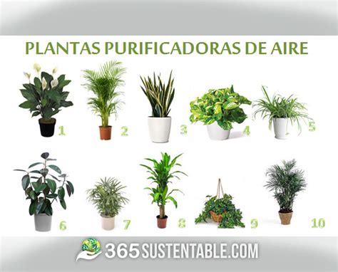 plantas purificadoras de aire  recomienda la nasa