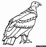 Condor Vulture Andean Dibujar Colorat Desene Colorir Planse Pasari Salbatice Urubu Andino Endangered Andes Imprimir Cu Tudodesenhos Trafic Educative Andenkondor sketch template