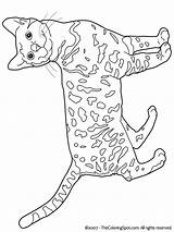 Bengal Coloring Cats Pages Cat Ausmalen Katzen Colouring Zum Malvorlagen Color Gratis Kleurplaat Poezen Muster Ausmalbilder Book Colors Print Yarn sketch template