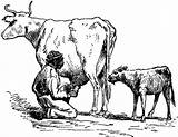 Cow Farmer Milking sketch template