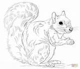 Coloring Squirrel Print Pages Preschool sketch template
