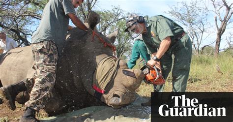 how chopping off their horns helps save rhinos from poachers world