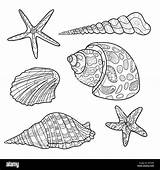 Conchiglie Seashells Seashell Modello Impostare sketch template