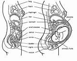 Pregnancy Weeks Baby Pregnant Anatomy Organs Lightening Coloring Pages Woman Body Stomach Intestines Location Birth Diagram During Where Postpartum Mother sketch template