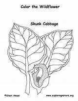 Skunk Coloring Cabbage sketch template