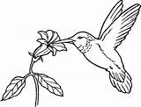 Coloring Hummingbird Pages Adult Adults Printable Colouring sketch template