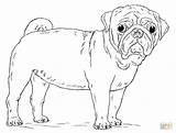 Pug Coloring Pages Dog Draw Printable Cute Drawing Puppy Pugs Step Print Kids Mops Dogs Drawings Tutorials Templates Getdrawings Visit sketch template