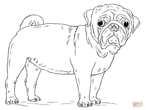 cute pug dog coloring page  printable coloring pages