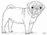 Pug Coloring Pages Dog Draw Drawing Cute Printable Pugs Baby Puppy Step Kids Print Dogs Mops Drawings Visit Tutorials Getdrawings sketch template