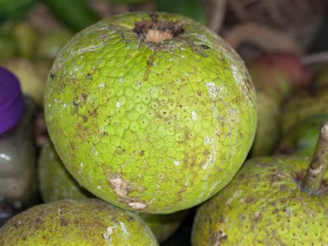 phronesisaical breadfruit