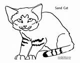 Cat Sand Coloring Pages Clipart Template Cartoon Cliparts Wildcats Kentucky Wildcat Templates Drawings Bobcat Print Cub Simple Cute Clip Shape sketch template