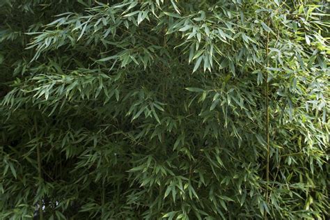 bamboe snoeien planten verzorging stekken hoveniernl