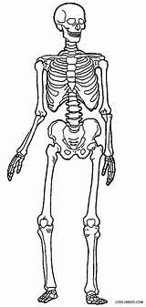 Skelett Esqueleto Esqueletos Cool2bkids Malvorlagen Menschliches Skeletons Skeletal sketch template