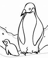 Penguin Baby Penguins Coloring Pages Cute Emperor Printable Sheets Kids King Color Christmas Animal Colouring Clipart Outline Printables Animals Cartoon sketch template