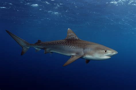tiger shark pictures  hd wallpapers