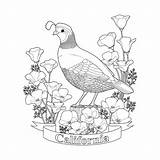 California Coloring Pages State Quail Seal Vector Printable Getcolorings Getdrawings Quails Fresh Colorin sketch template