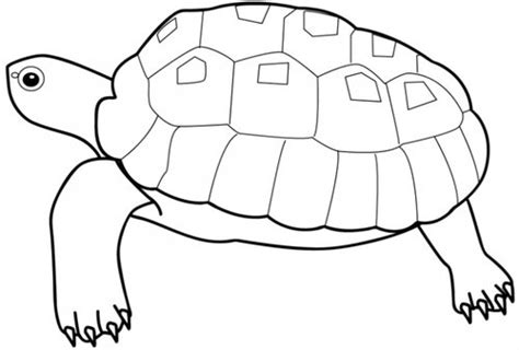 turtle coloring pages  kids disney coloring pages