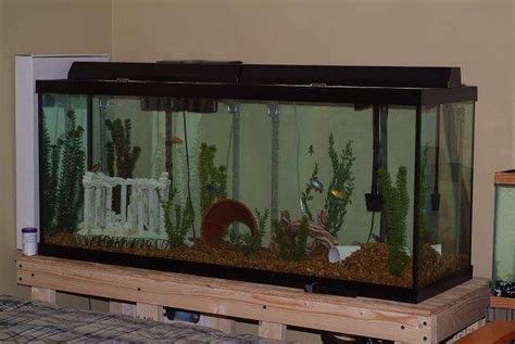 photo    gallon aquarium  assorted cichlids