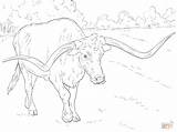 Coloring Longhorn Texas Pages Realistic Longhorns Cow Bull Bucking Angus Drawing Printable Animal Supercoloring Color Colouring Adult Print Steer Line sketch template