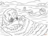 Otter Otters Wydry Morskie Kolorowanka Supercoloring Urocze Designlooter Wydra Coloringbay Lontra Drukuj Voorbeeldsjabloon Onlinecoloringpages sketch template