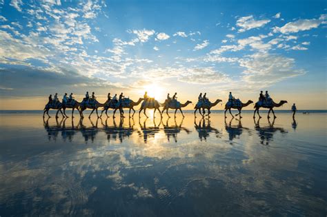 spectacular photos of a camel train in australia
